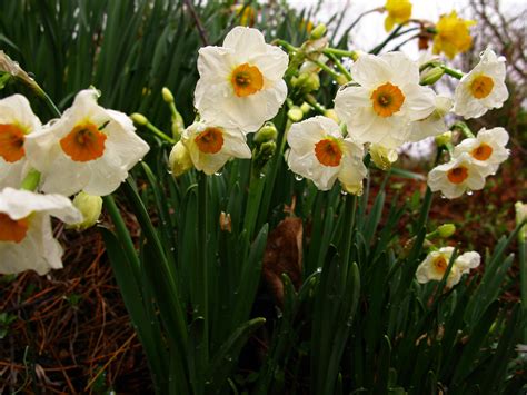 spring flowers that smell good.